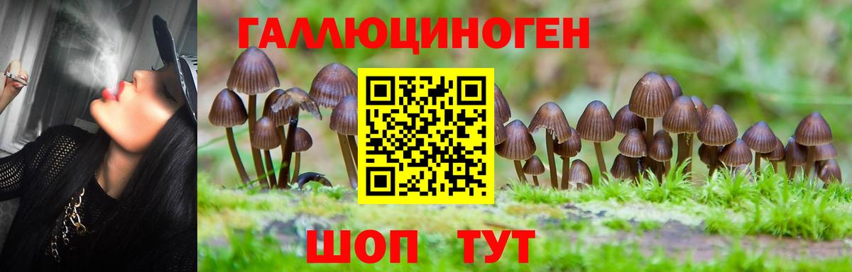 Псилоцибиновые грибы Cubensis Асино